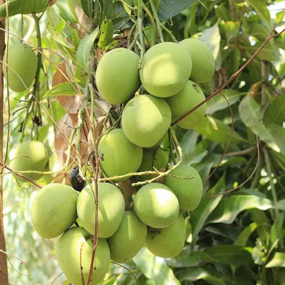 Mango Badami Plant (grafted) - Karnataka alphonso plant