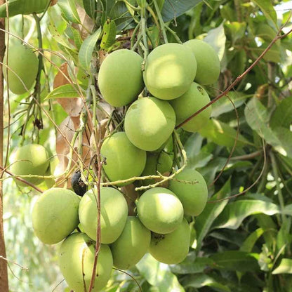 Mango Badami Plant (grafted) - Karnataka alphonso plant