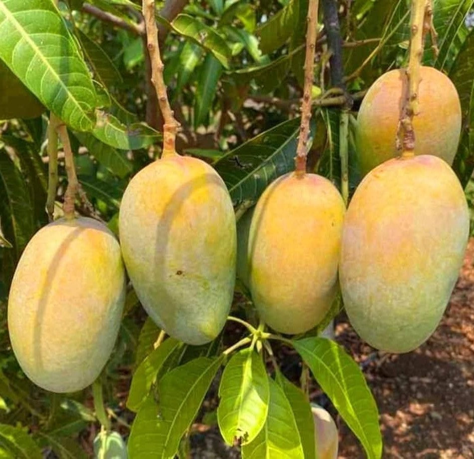 Mango Kesar Plant (Grafted) - Hybrid Fruit Plant
