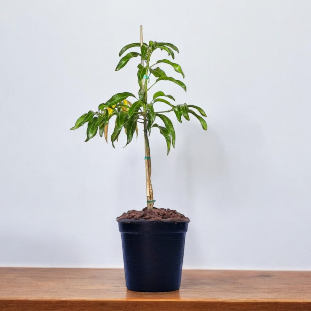 Mango Amrapali Plant (Grafted) - Amba, Aam Amrapali Tree