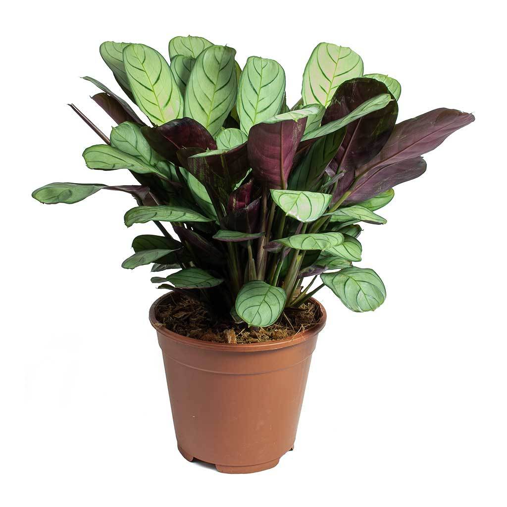 Marantha Burle Marxii - Calathea Ctenanthe Burle Marxii, Wishbone Prayer plant