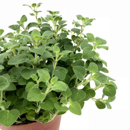 Marwa Plant - Origanum Majorana, Marjoram, Sweet Marjoram