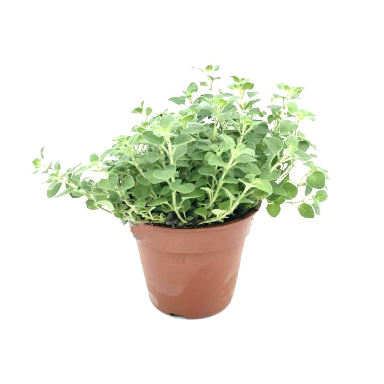 Marwa Plant - Origanum Majorana, Marjoram, Sweet Marjoram