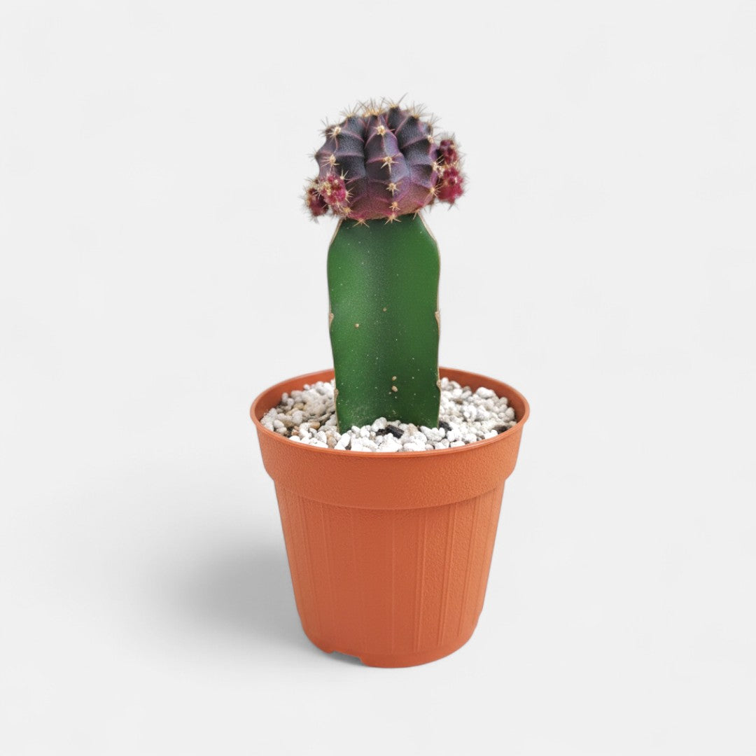 Moon Cactus Black - Grafted