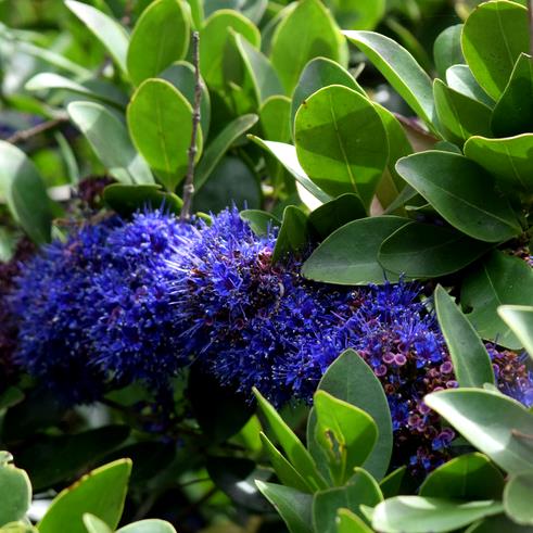 Memecylon Umbellatum - Ironwood, Anjani Plant