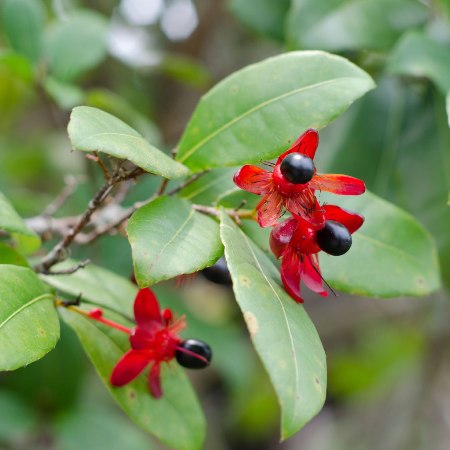 Ochna Serrulata - Micky Mouse Red Plant