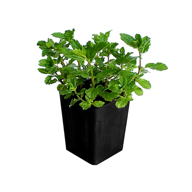 Mint Herb Plant - Mentha, Pudina Plant