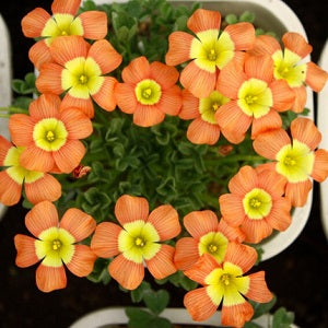 Oxalis Bulbs - Pack of 10 Bulbs