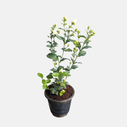 mogra plant indoor or outdoor Buy mogra (double petal) flower plant online at best price