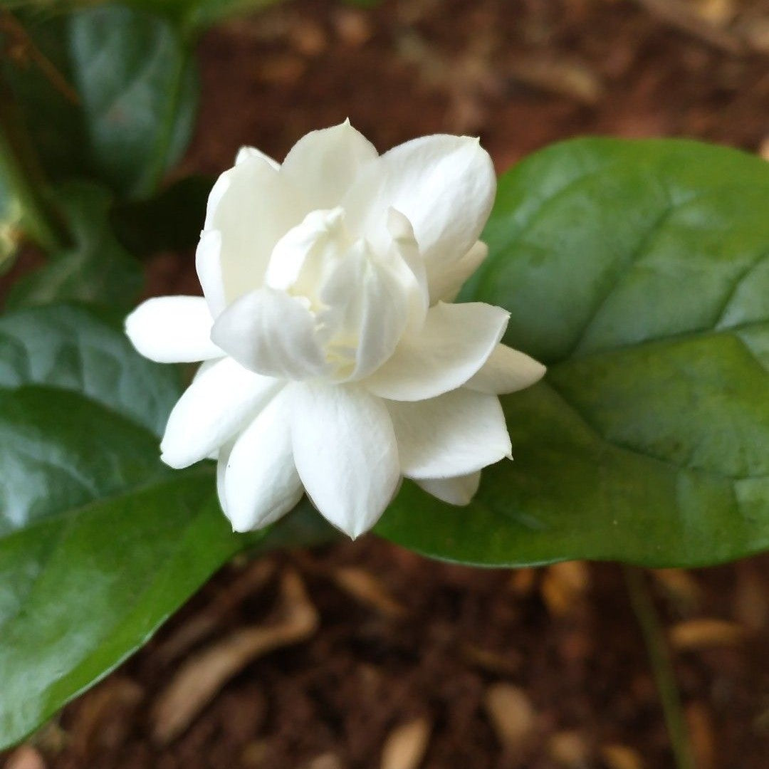 Mogra (Double Petal) Plant in 5&quot; Inch Pot