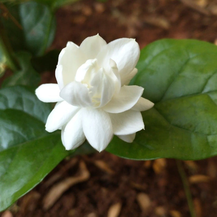Buy Flower Plants Online | 10+ Million Plants Delivered!