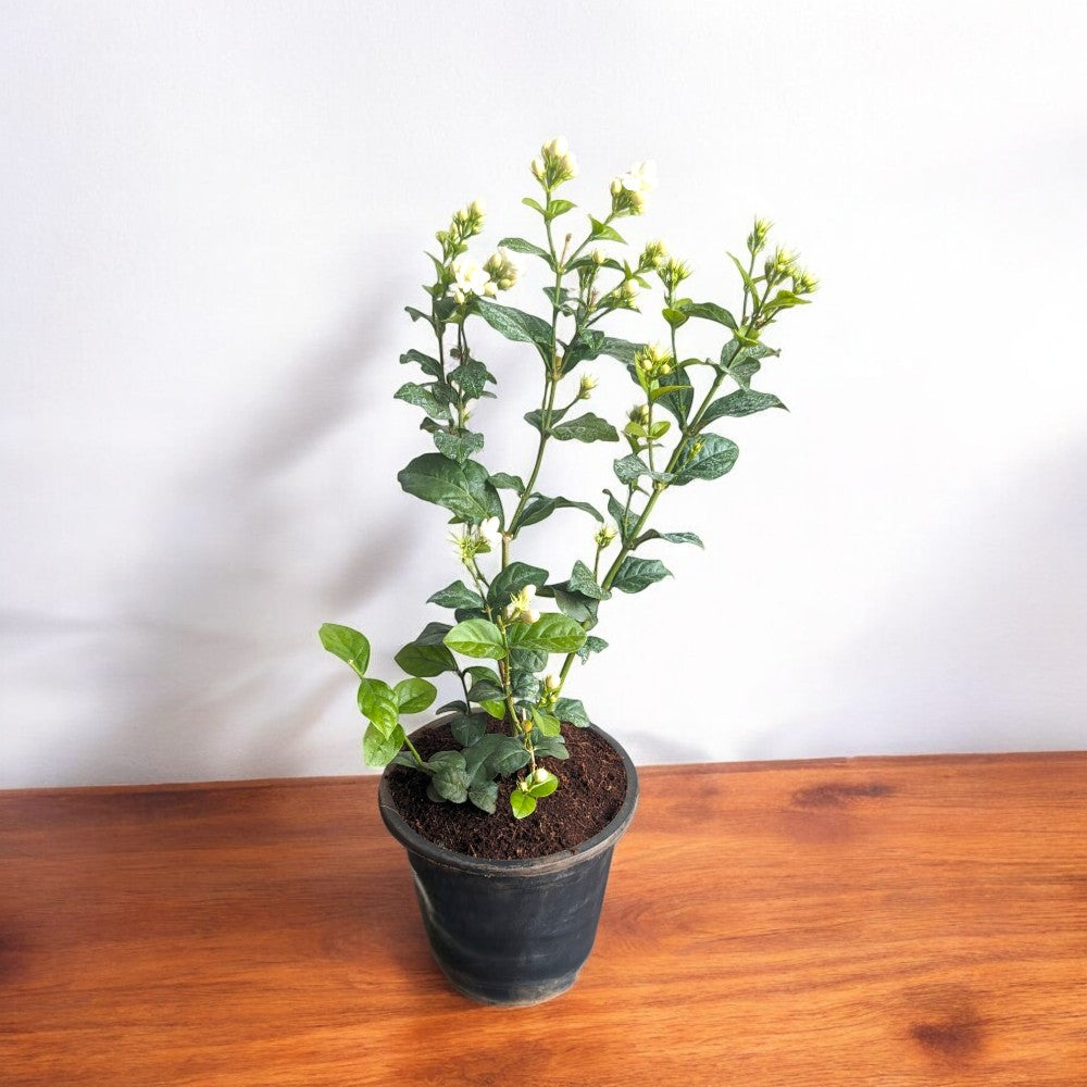 mogra double petal plant