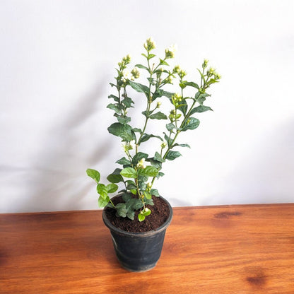 mogra double petal plant
