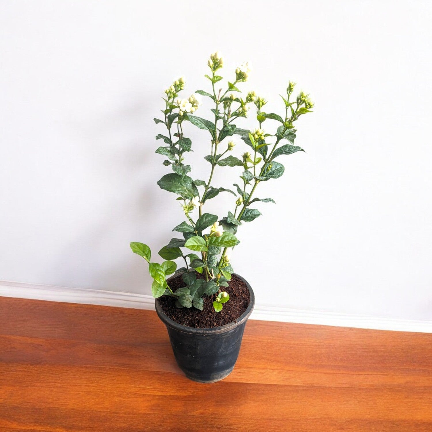Mogra (Double Petal) Plant in 5&quot; Inch Pot