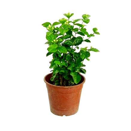 Arabian Jasmine - Mogra Double Plant