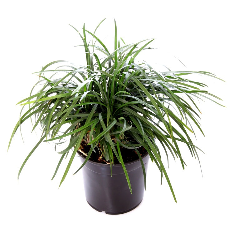 Monda Grass Plant - Monkey Grass