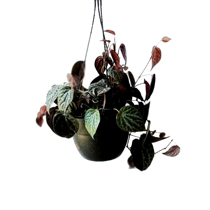 Money Plant Black with Hanging Basket