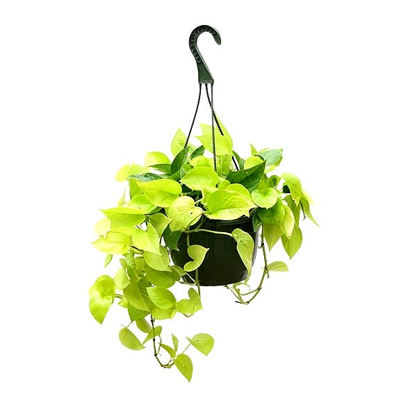 Money Plant Golden with Hanging Basket Big