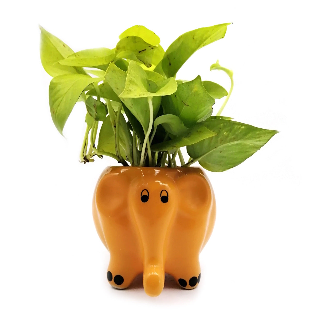 Money Plant in Citrus Elephant Ceramic Pot