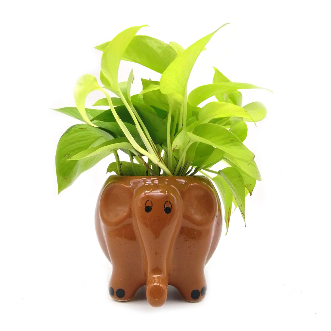 Money Plant in Coffee Elephant Ceramic Pot