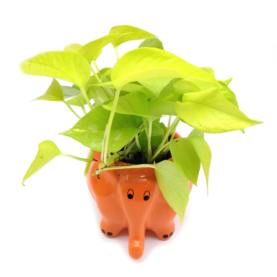 Money Plant in Citrus Elephant Ceramic Pot