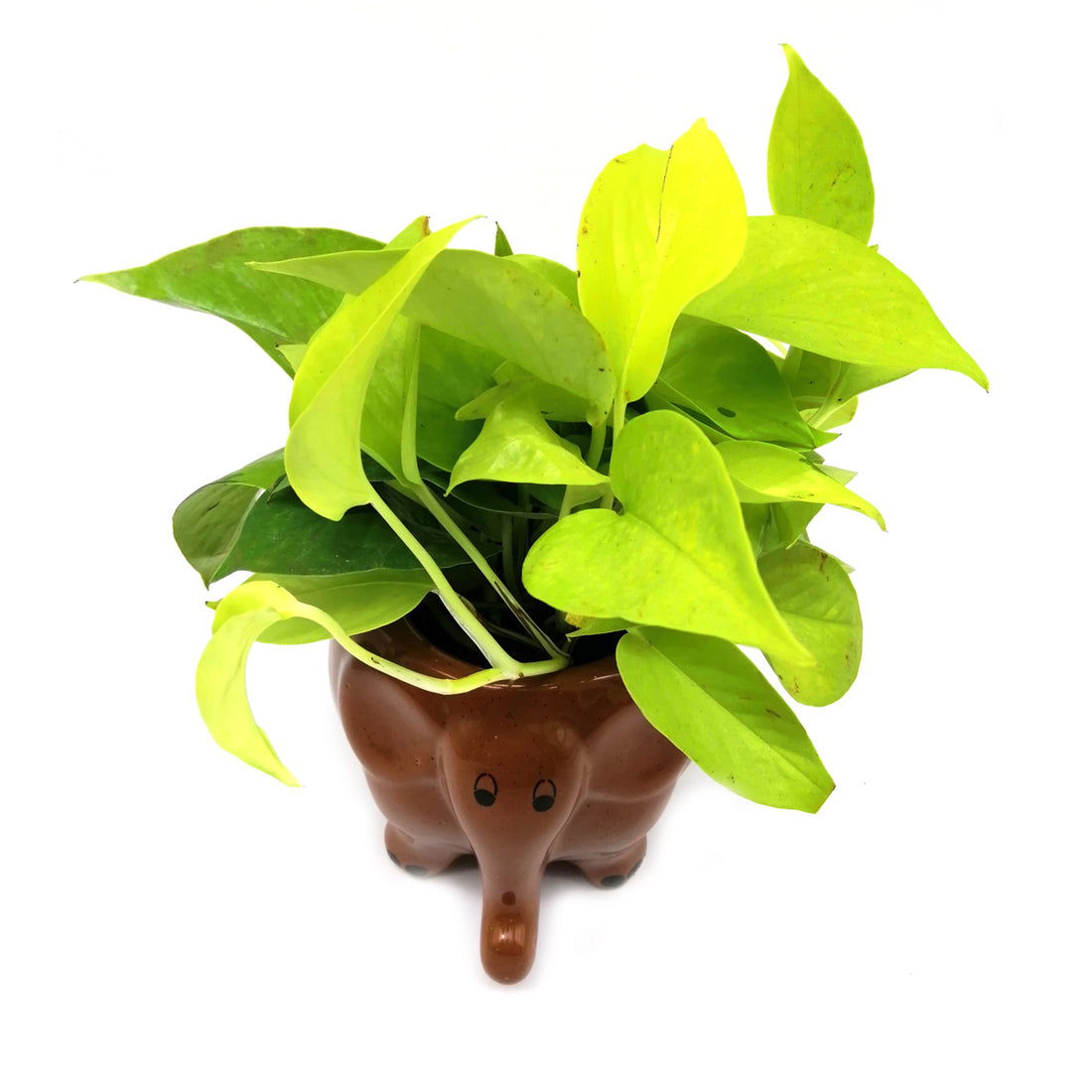 Money Plant in Coffee Elephant Ceramic Pot