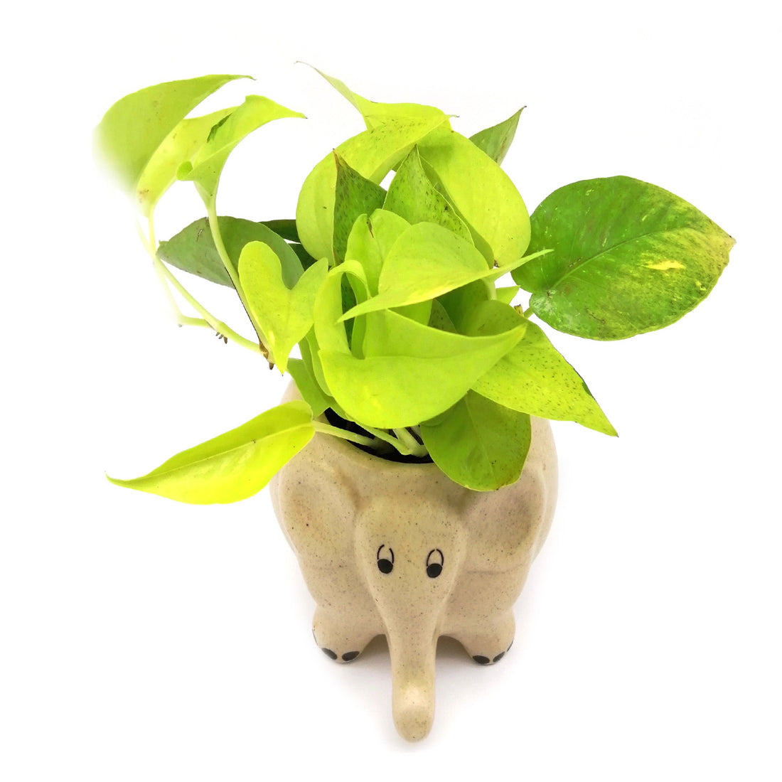 Money Plant in Creamy Elephant Ceramic Pot