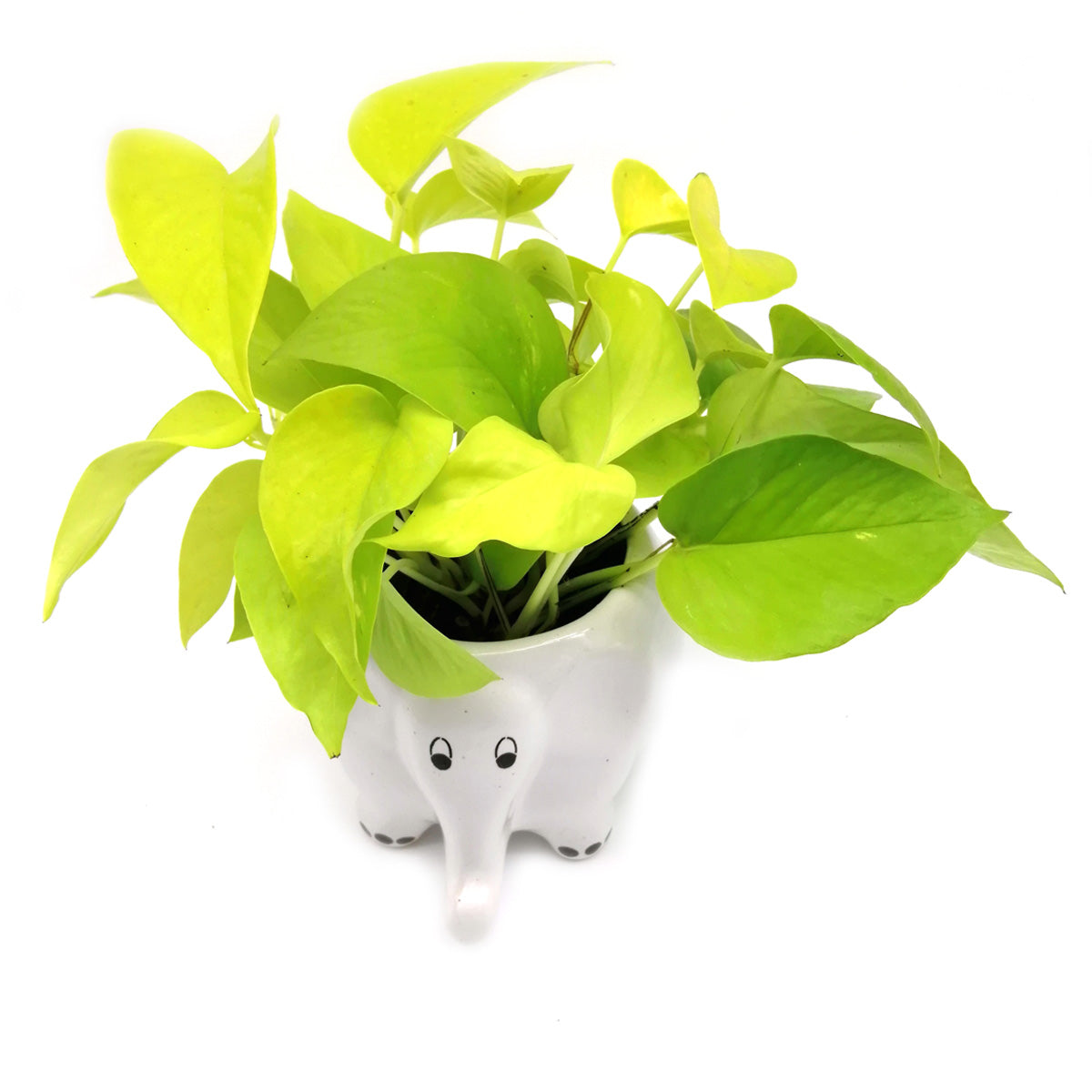 Money Plant in White Elephant Ceramic Pot