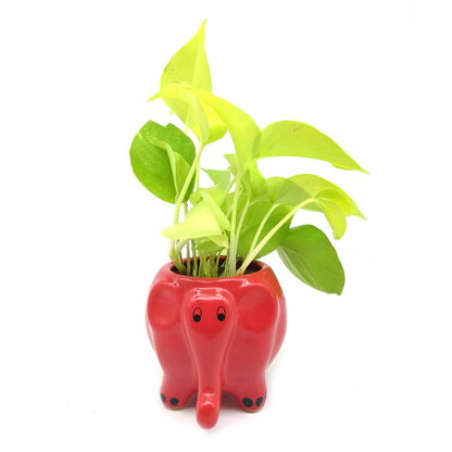 Money Plant in Red Elephant Ceramic Pot