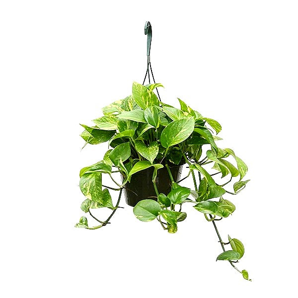 Money Plant with Hanging Basket Big