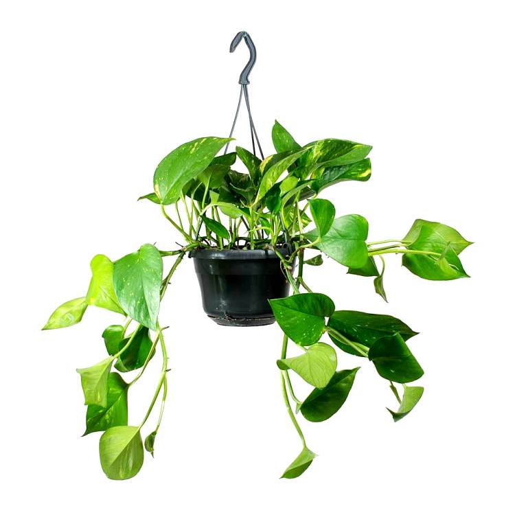 Money Plant with Hanging Basket Small