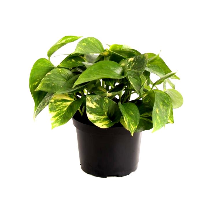 Money Plant - Golden Pothos, Devil ivy