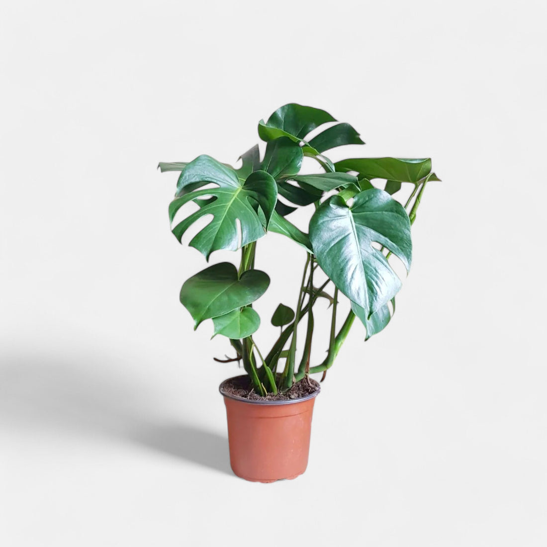 Monstera Deliciosa Plant - Monster Creeper, Swiss Cheese Plant