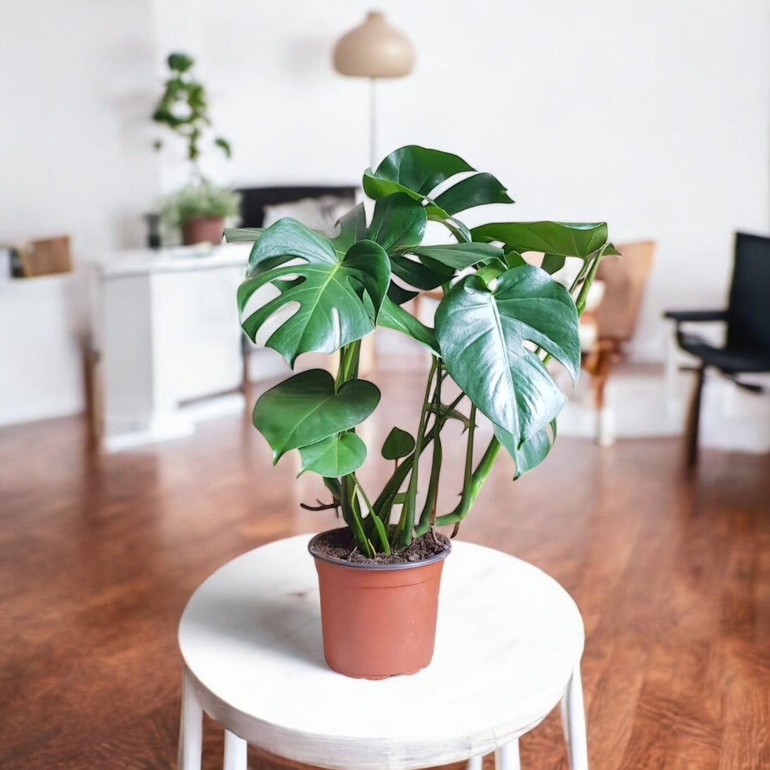 Monstera Deliciosa Plant - Monster Creeper, Swiss Cheese Plant