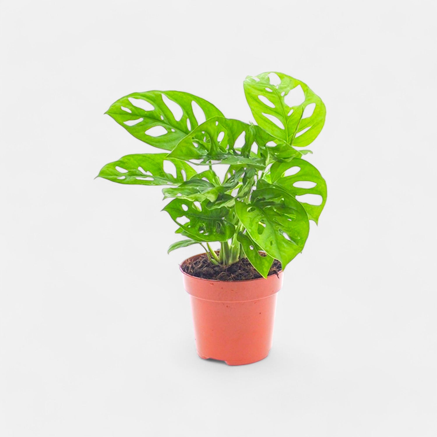 Monstera Creeper Plant - Monstera Obliqua Plant, Monkey Mask