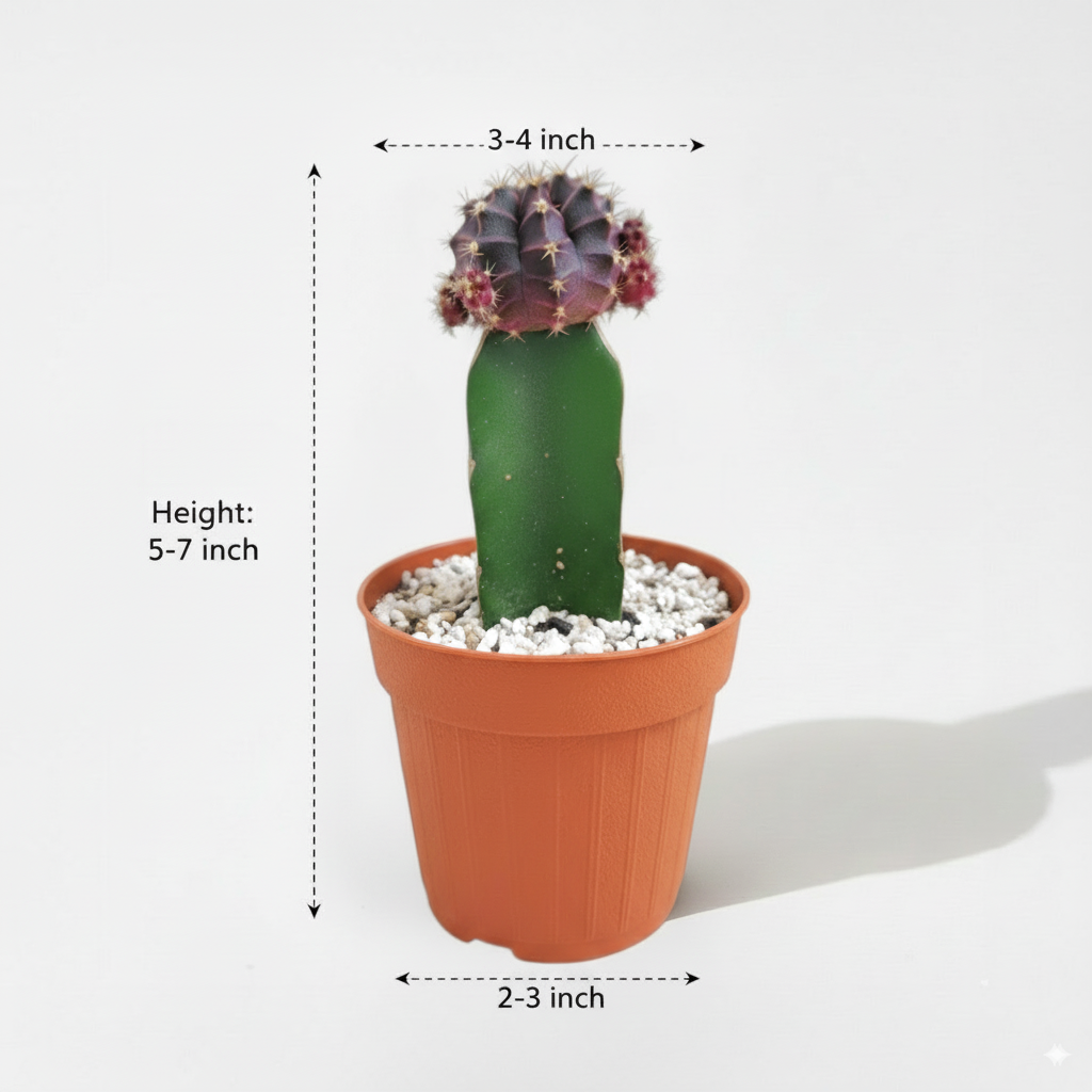 Moon Cactus Black - Grafted