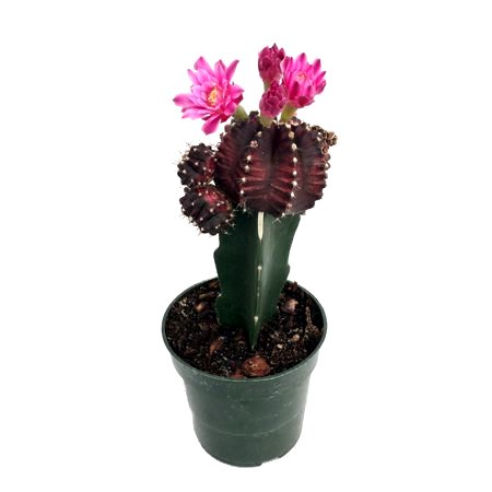 Moon Cactus Black - Grafted Colorful Cactus