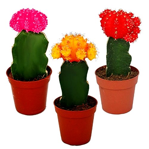 Moon Cactus - Pack of 3 Colors (Red, Pink, Orange)