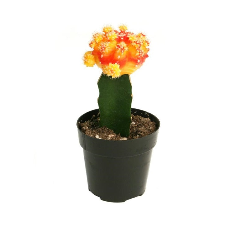 Moon Cactus Orange - Grafted Colorful Cactus