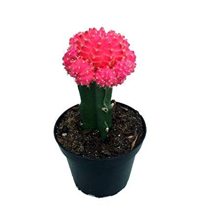 Moon Cactus Pink - Grafted Colorful Cactus