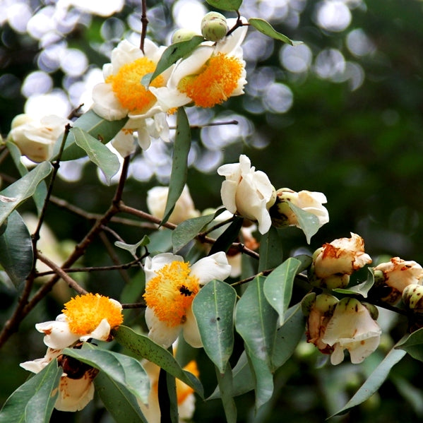 Nagkesar Plant - Mesua Ferrea, Indian Rose Chestnut, Nag Champa