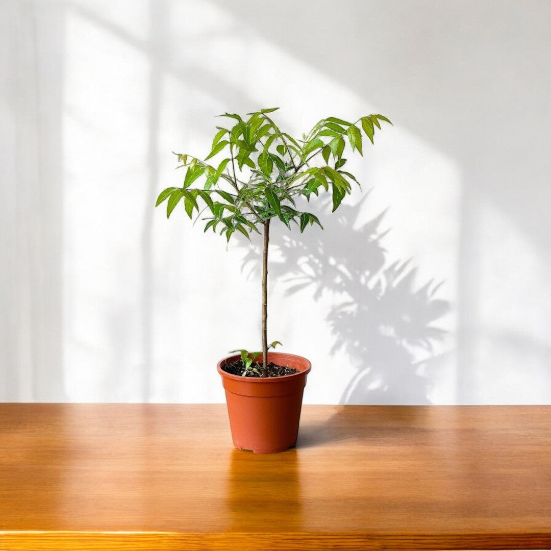 Neem Tree Outdoor Plant Neem Tree Live Plant - 8-12