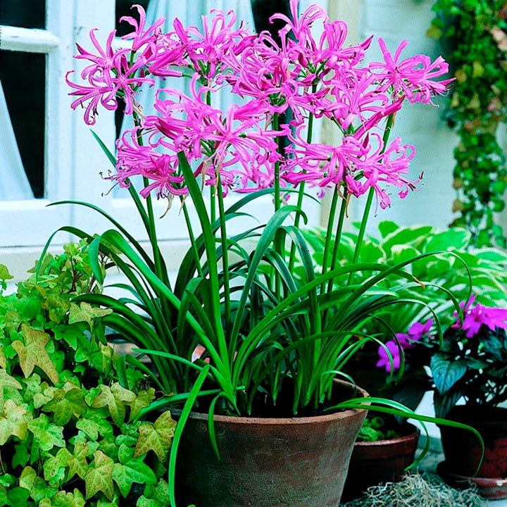 Nerine Lily Bulbs (Pink Color, 3 Bulb)