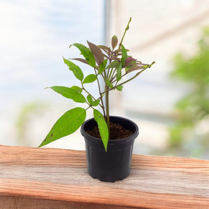 Nirgundi Plant - Vitex Negundo