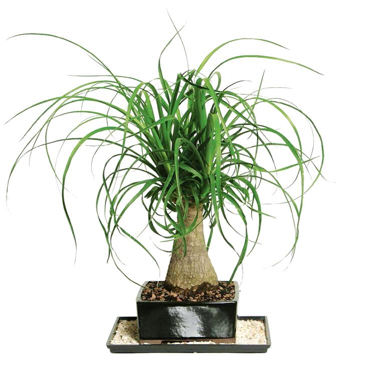 Nolina Palm Bonsai - Elephant Foot Bonsai, Ponytail Palm Bonsai (5 years)