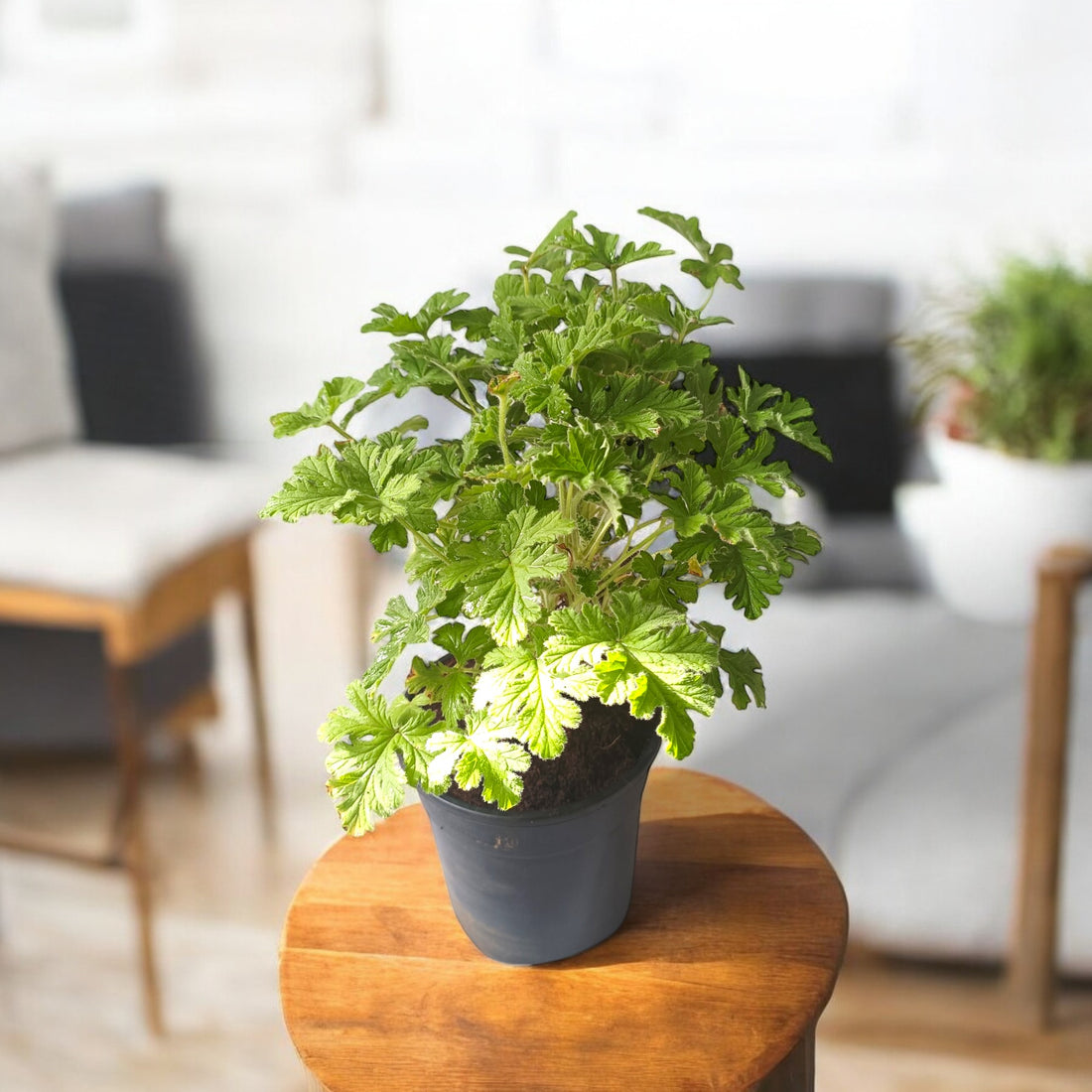 Odomos Plant - Medicinal Geranium