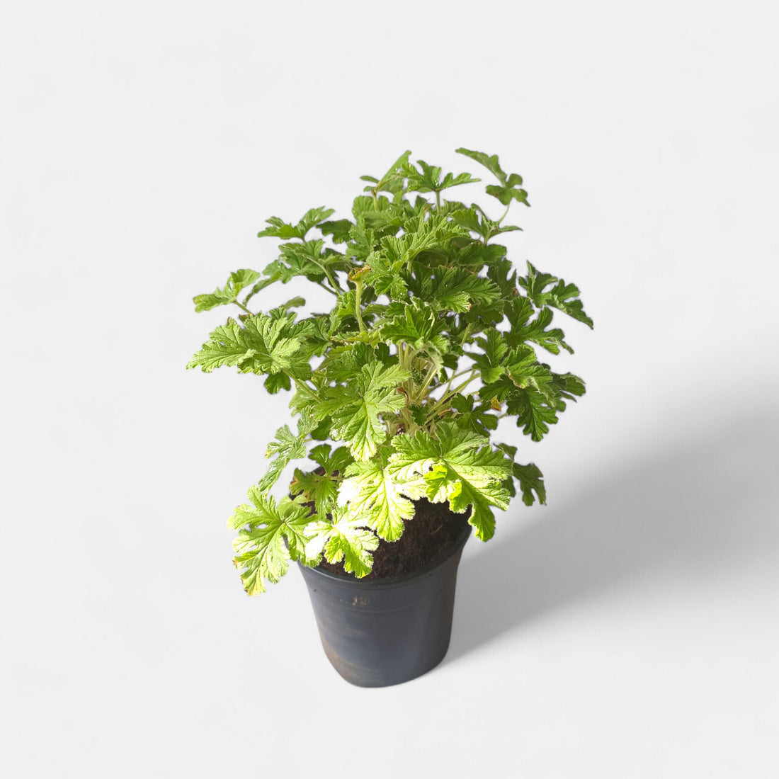 Odomos Plant - Medicinal Geranium