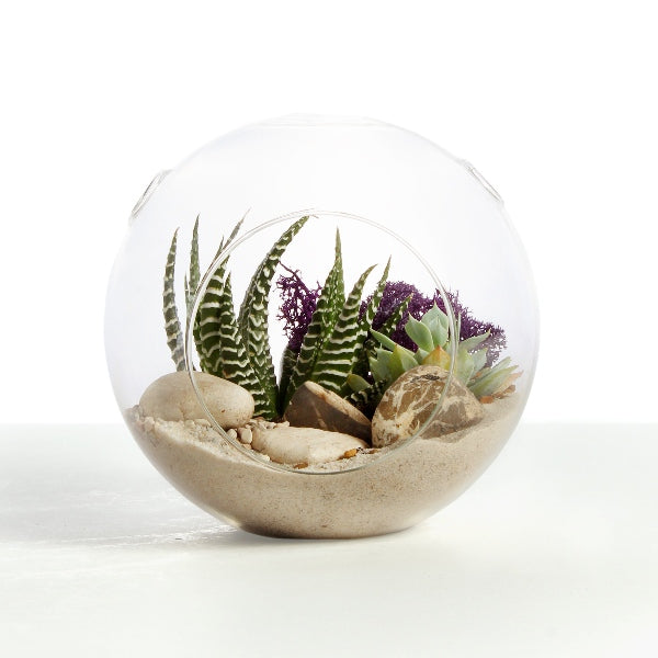 Open Terrarium Small with Haworthia