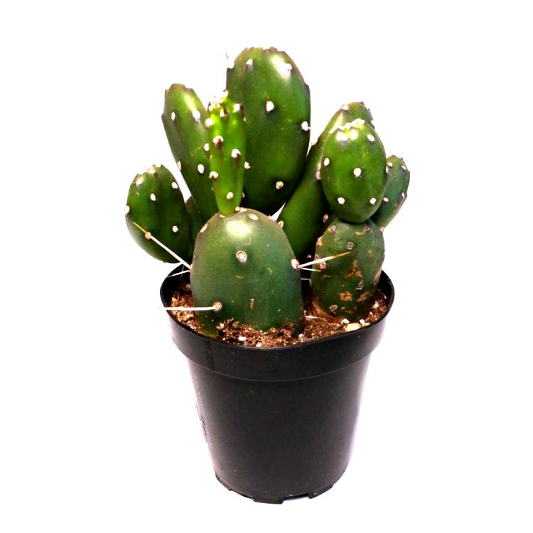 Opuntia Argentine Plant - Bunny Ear Cactus