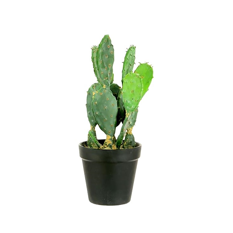 Opuntia Genus Plant - Bunny Ear Cactus